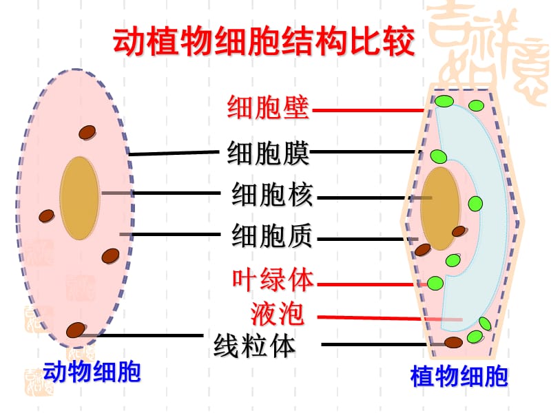 细胞的生活(使用).ppt_第1页