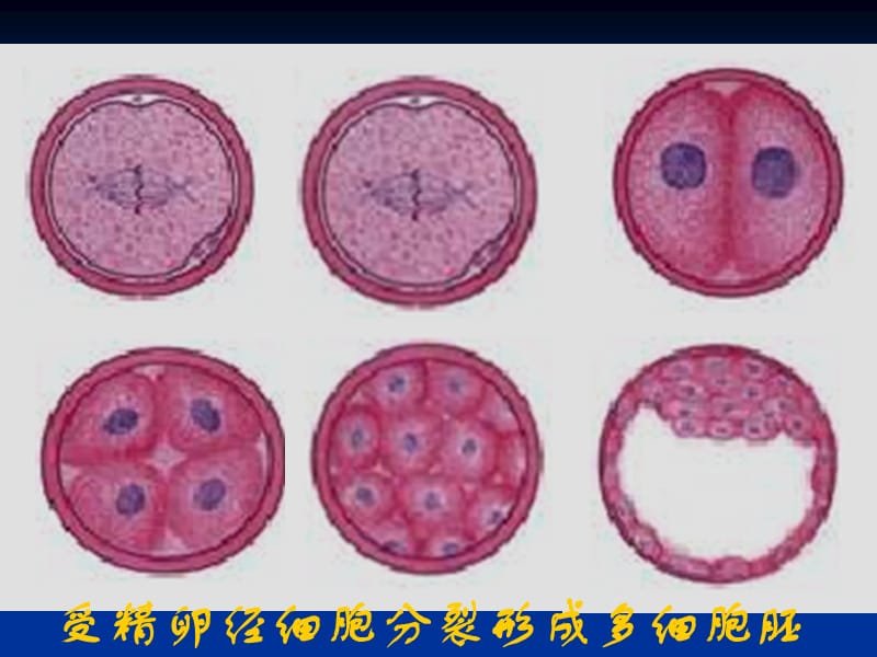 细胞的分化(公开课).ppt_第3页