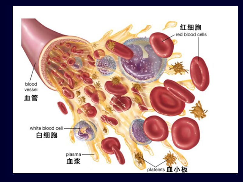 组织学与胚胎学课件血液.ppt_第2页