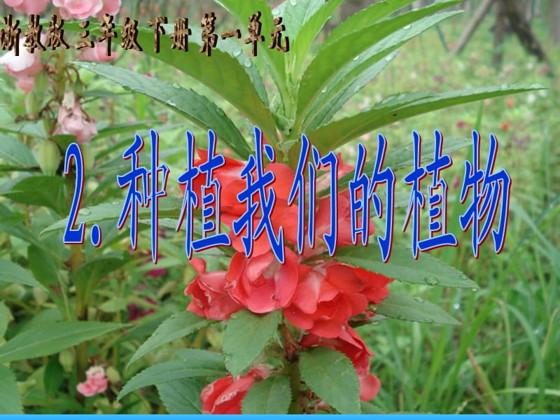 浙教版三年级下册第一单元2.种植我们的植物.ppt_第1页