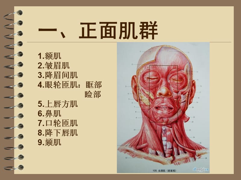 素描头像头部肌肉讲义.ppt_第3页