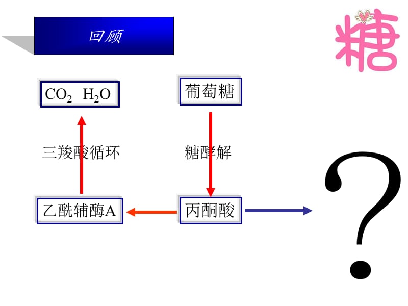 糖代谢之乳酸的来龙去脉新.ppt_第2页