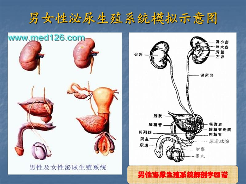 泌尿外科疾病知识及观察护理要点.ppt_第3页