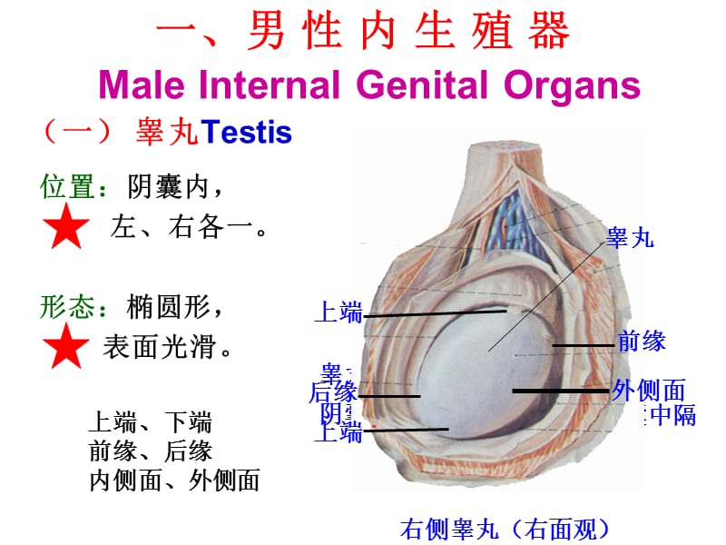 男性生殖系统解剖.ppt_第2页