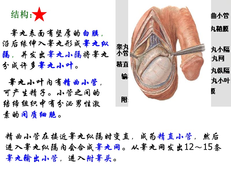 男性生殖系统解剖.ppt_第3页