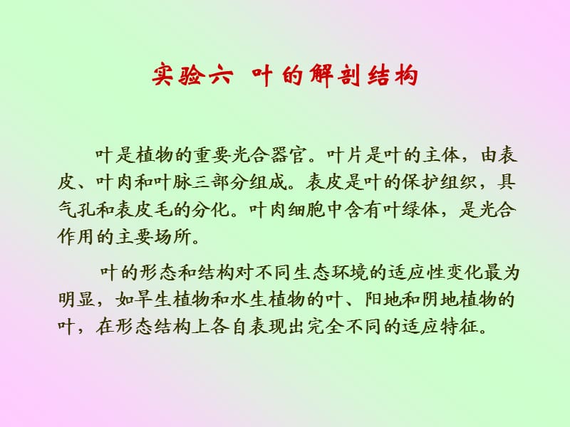 實驗六葉的解剖結(jié)構(gòu).ppt_第1頁