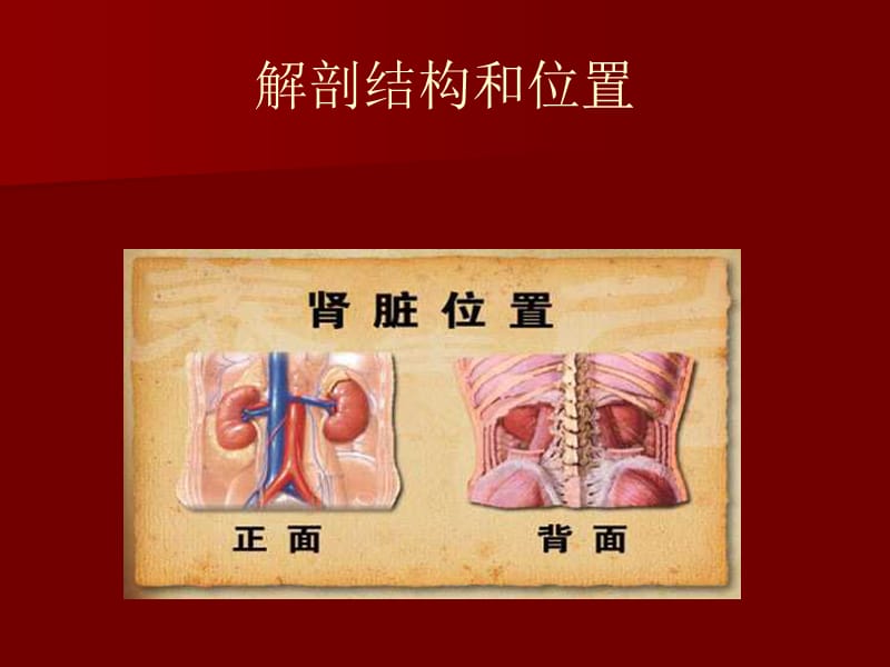 肾脏病常用的实验室检查.ppt_第3页