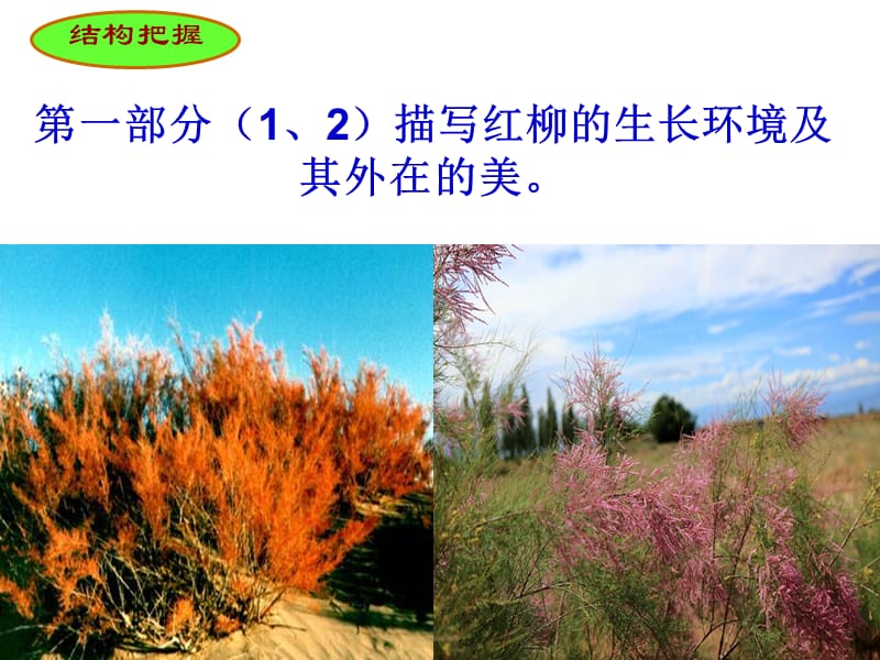 离太阳最近的树课件.ppt_第3页