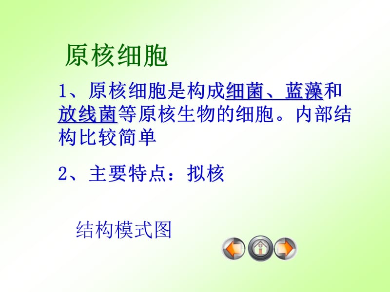 细胞的类型和结构(全).ppt_第3页