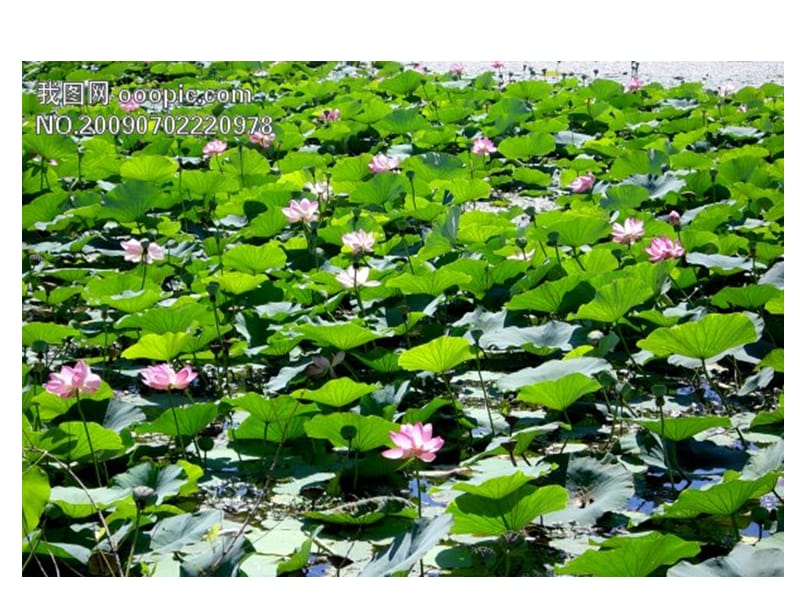 看图写话第四讲(夏天的池塘)景物篇.ppt_第1页