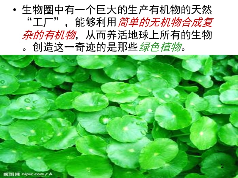 绿色植物是生物圈中有机物的制造者ppt课件_第2页