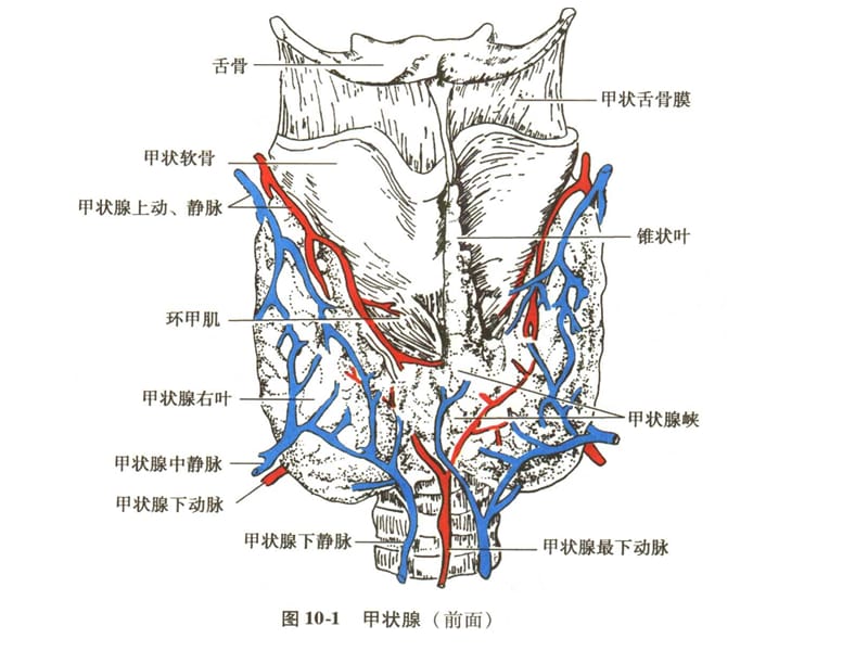 甲状腺的解剖和组织学结构.ppt_第2页