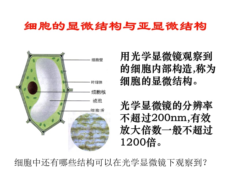 细胞的显微结构与亚显微结构.ppt_第1页