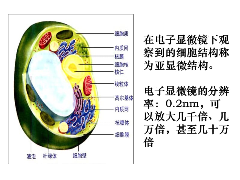 细胞的显微结构与亚显微结构.ppt_第2页