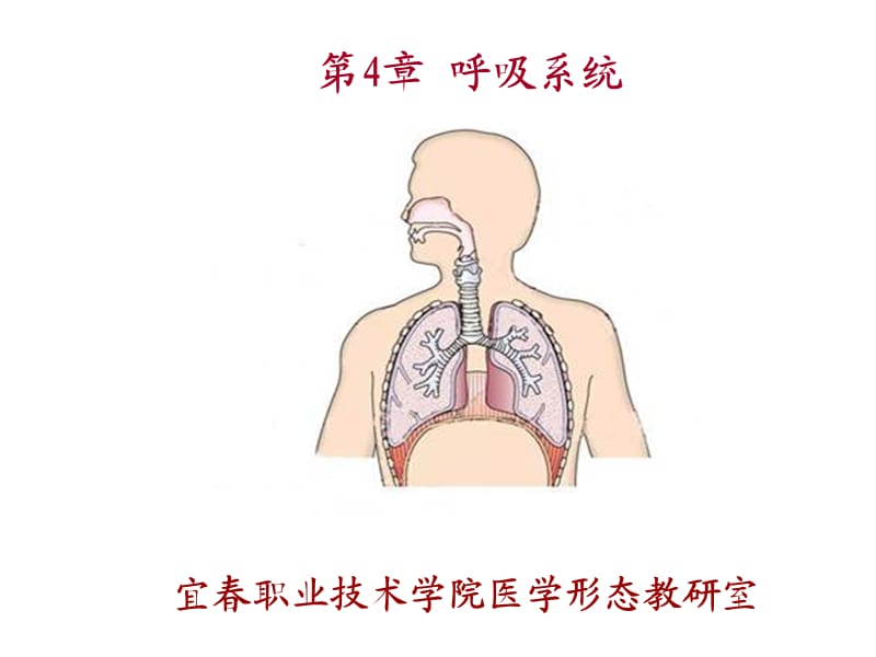 系统解剖学第4章呼吸系统.ppt_第1页