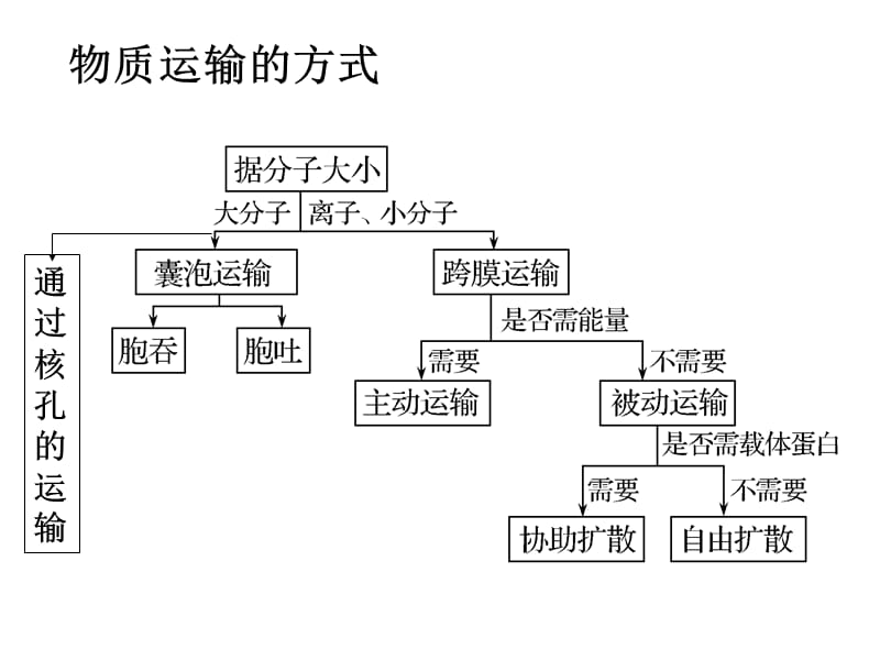 物质跨膜运输的方式曲线图及跨膜(用).ppt_第2页