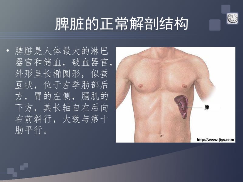 脾脏的正常解剖与影像诊断.ppt_第2页