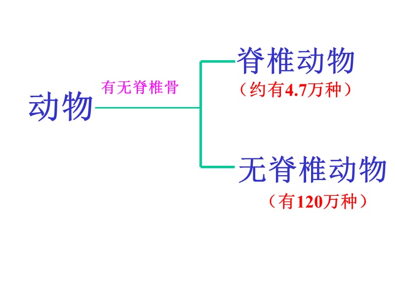 脊椎动物和无脊椎动物.ppt_第3页