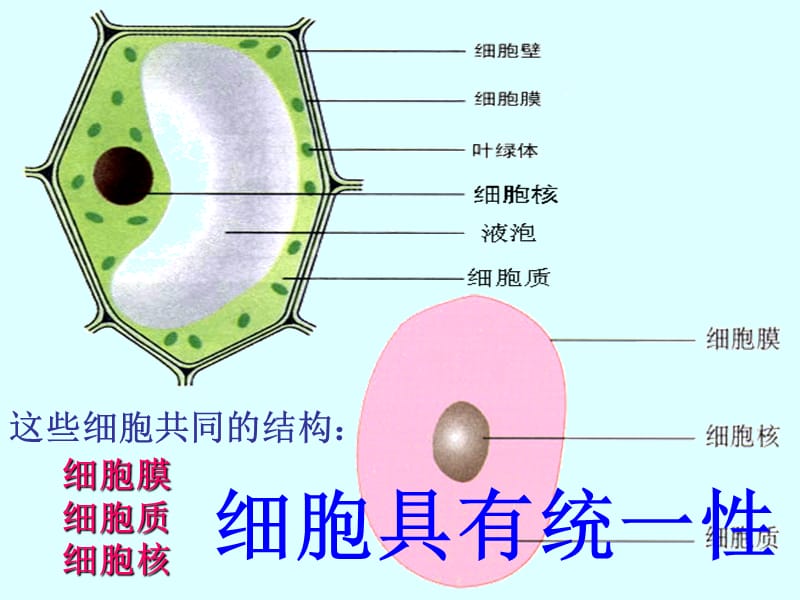 细胞的多样性和统一性课件.ppt_第3页