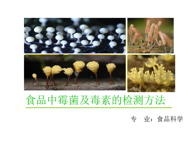 霉菌和毒素的检测方法.ppt_第1页