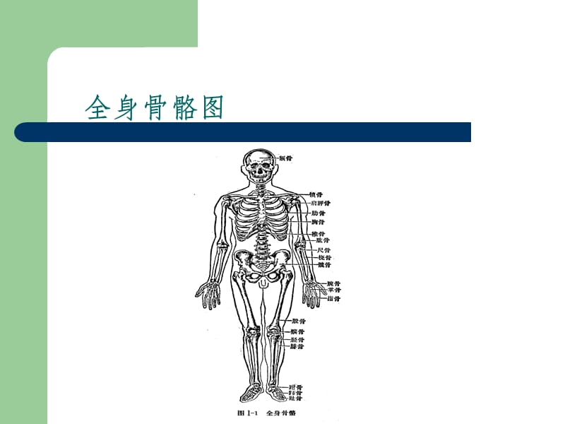 髋关节的解剖己生物力学.ppt_第1页