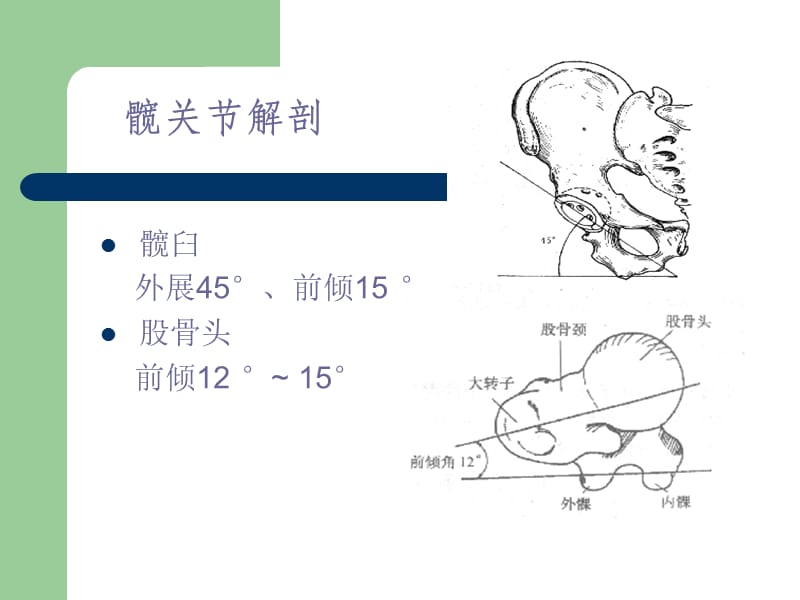 髋关节的解剖己生物力学.ppt_第3页