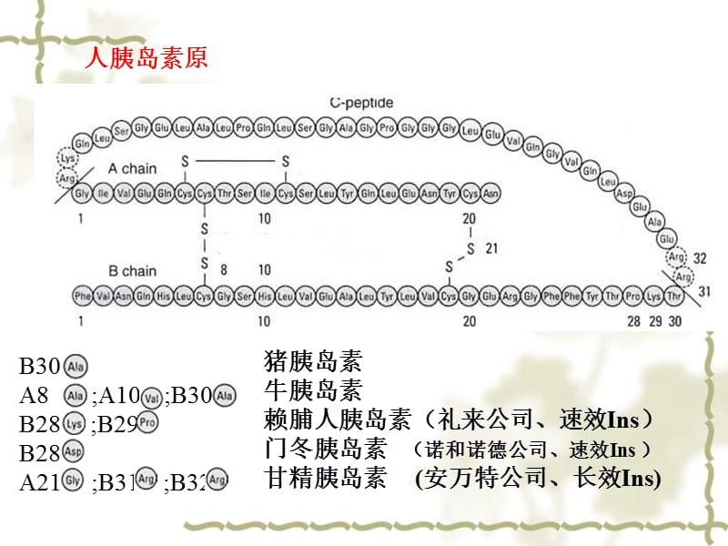 重组人胰岛素生产工艺.ppt_第3页