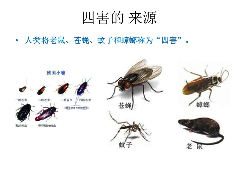 虫鼠害防治培训(全).ppt_第3页