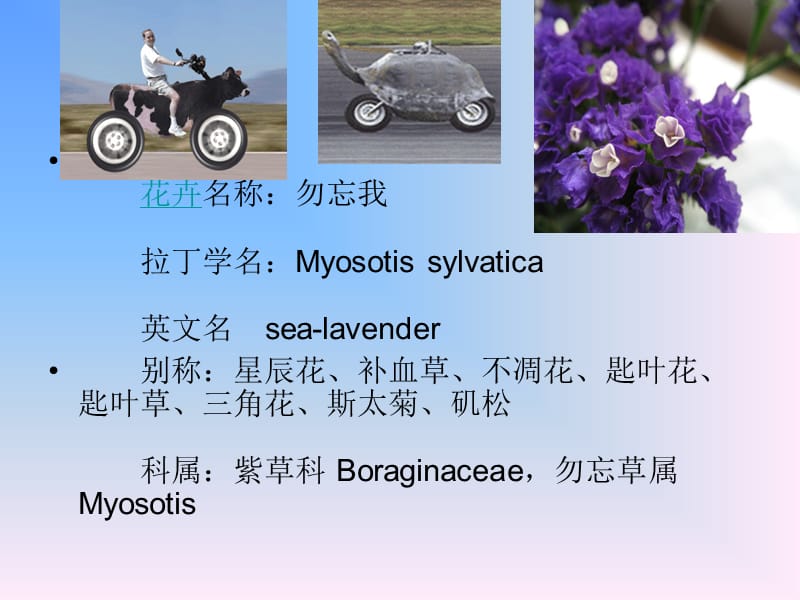 《花包含的意义》PPT课件.ppt_第2页