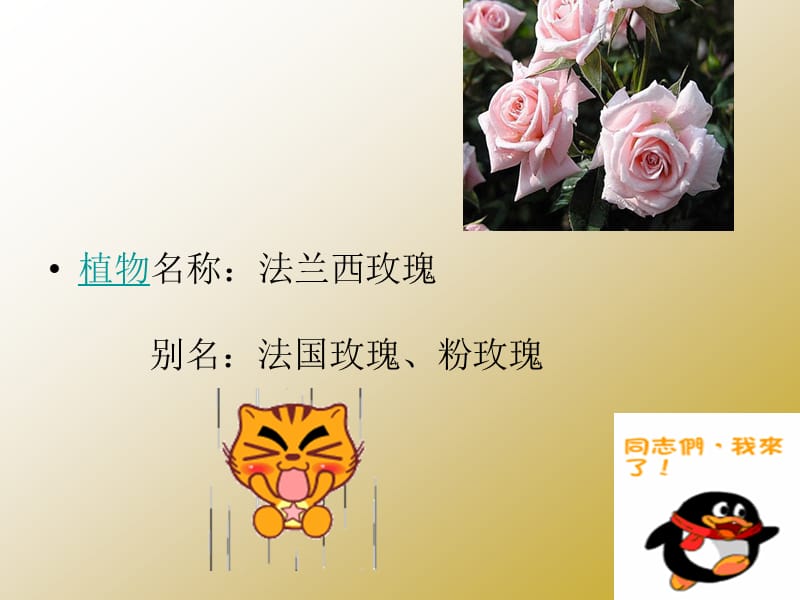 《花包含的意义》PPT课件.ppt_第3页