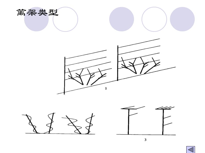 葡萄架式及整形修剪.ppt_第3页