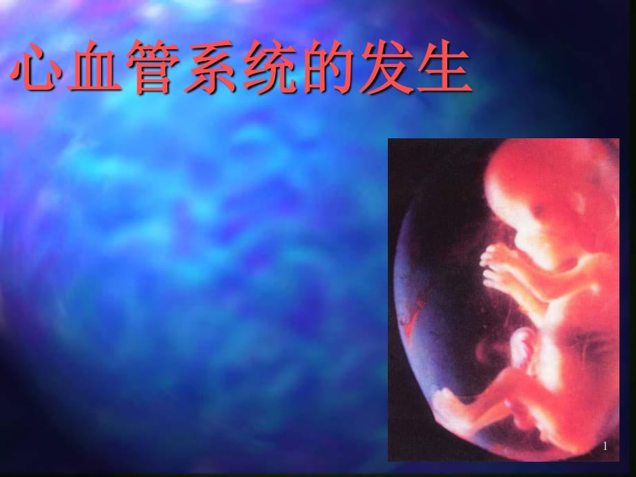 组织学与胚胎学第25章心血管系统发生ppt课件_第1页