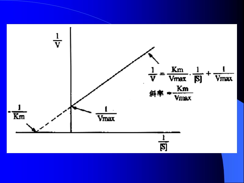 蔗糖酶米氏常数的测定.ppt_第3页