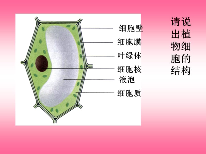 观察动物细胞PPT.ppt_第3页