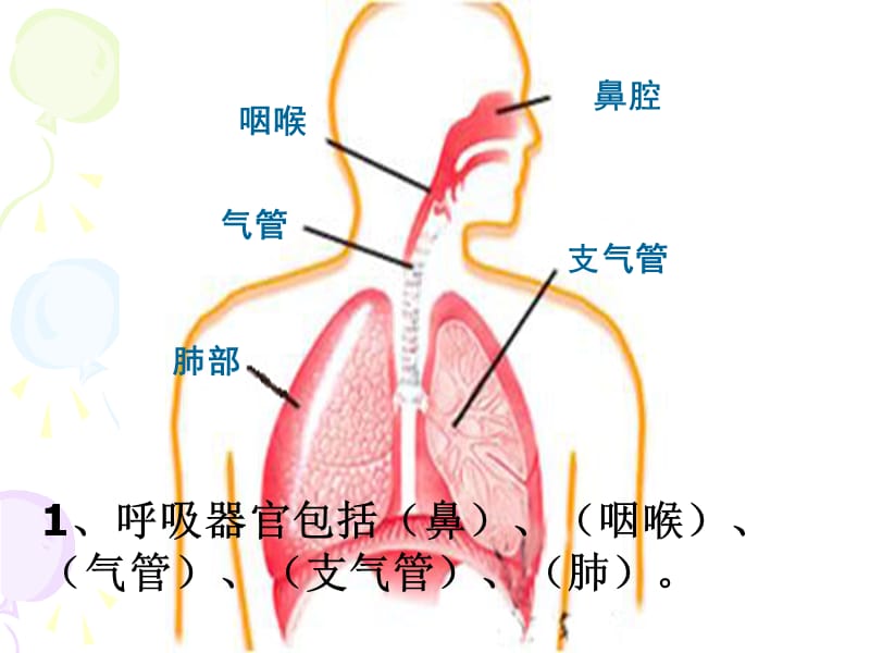 视导科学肺和呼吸.ppt_第3页