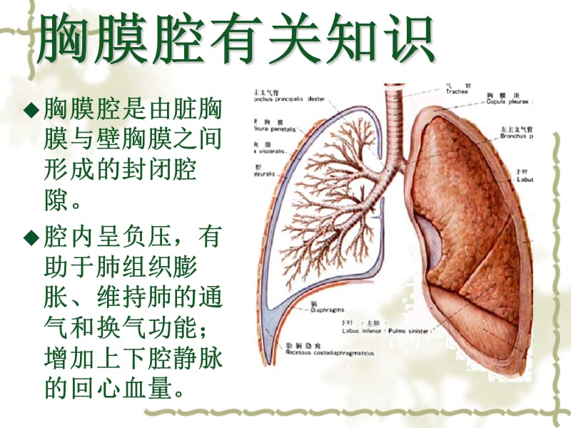 自发性气胸疾病病人的护理查房.ppt_第2页