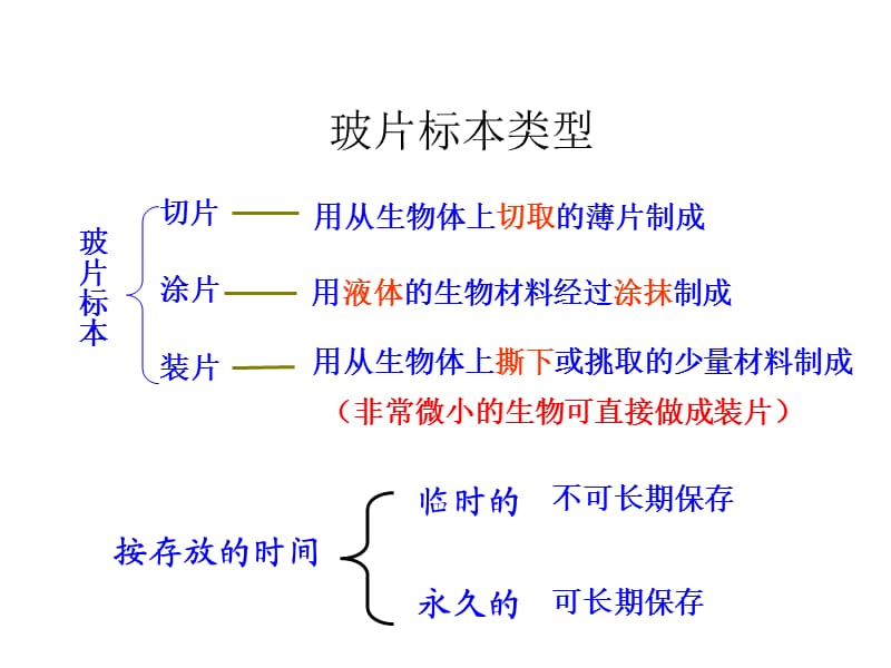 观察动植物细胞的结构实验.ppt_第3页