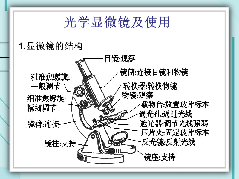 《高倍镜的使用》PPT课件.ppt_第2页