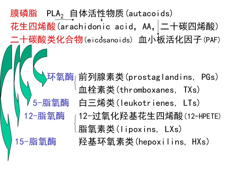 花生四烯酸代谢物及其作用课件.ppt_第2页