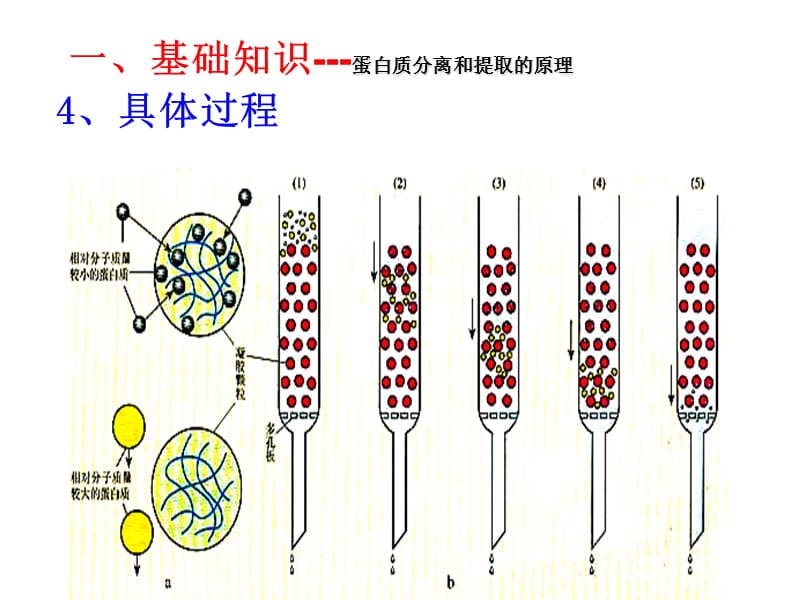 血红蛋白的提取和分离.ppt_第3页