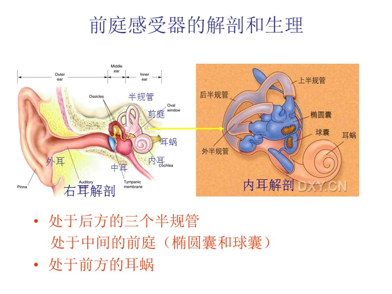 良性阵发性位置性.ppt_第2页