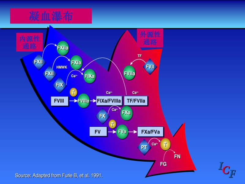 血液透析中抗凝剂的临床应用.ppt_第3页