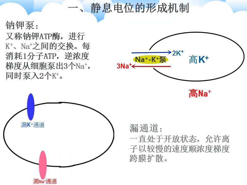 静息电位和动作电位的形成.ppt_第2页