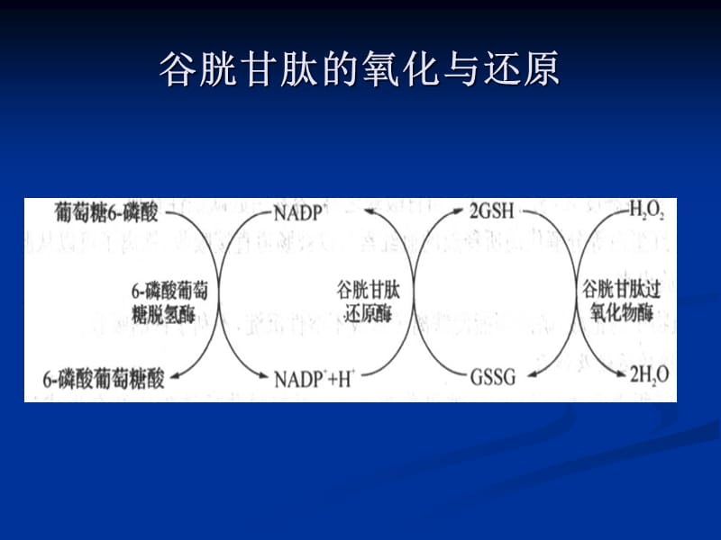 谷胱甘肽(GSH)的介绍.ppt_第3页