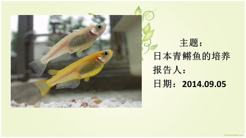 青鳉鱼培养-实验室.ppt_第1页