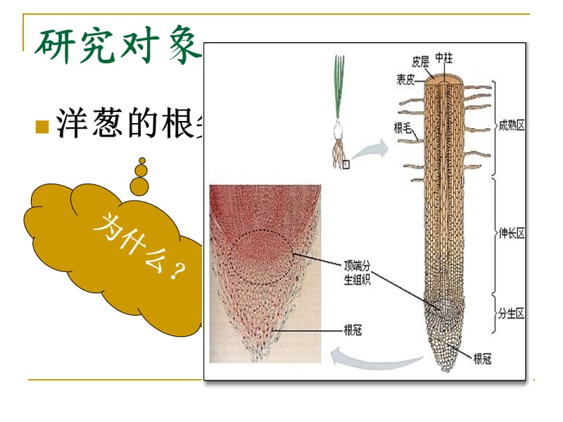 观察植物细胞的有丝分裂.ppt_第2页