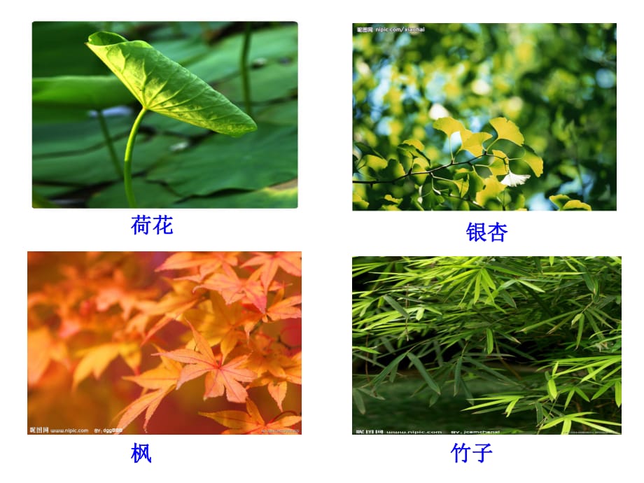 教科版三上《植物的葉》.ppt_第1頁(yè)