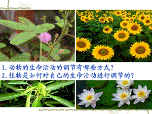 植物生長(zhǎng)激素的發(fā)現(xiàn).ppt