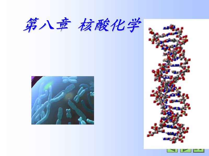 核酸化學(xué)-(理化性質(zhì)).ppt_第1頁