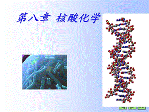 核酸化學-(理化性質(zhì)).ppt